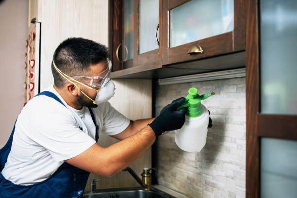 Best Wasp Removal Services  in Bellefontaine Neighbors, MO