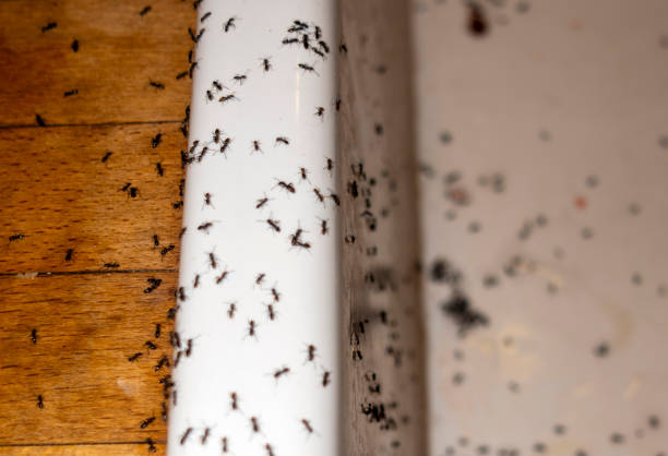 Pest Control for Restaurants in Bellefontaine Neighbors, MO