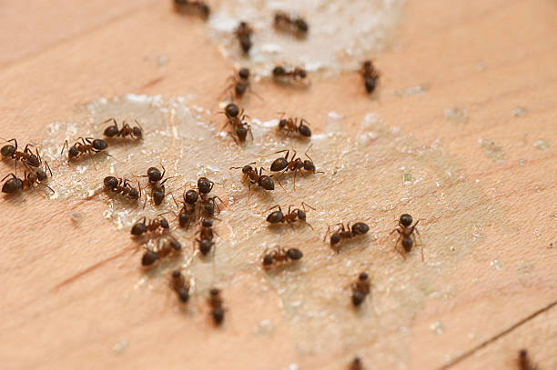 Best Best Pest Control Companies  in Bellefontaine Neighbors, MO