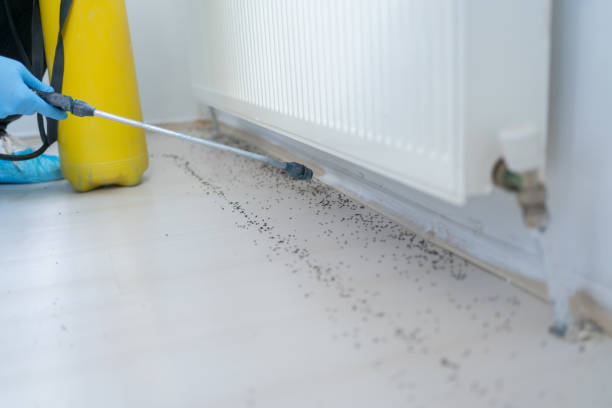 Best Ant Control Services  in Bellefontaine Neighbors, MO